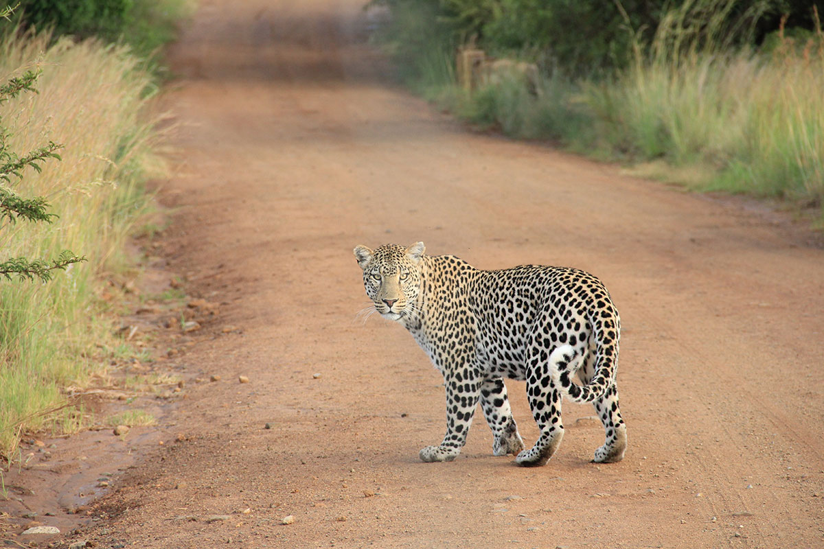 This is really friendly hot animal